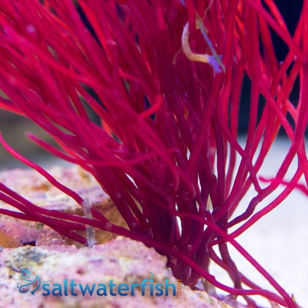 Red Graciliaria - Aquacultured