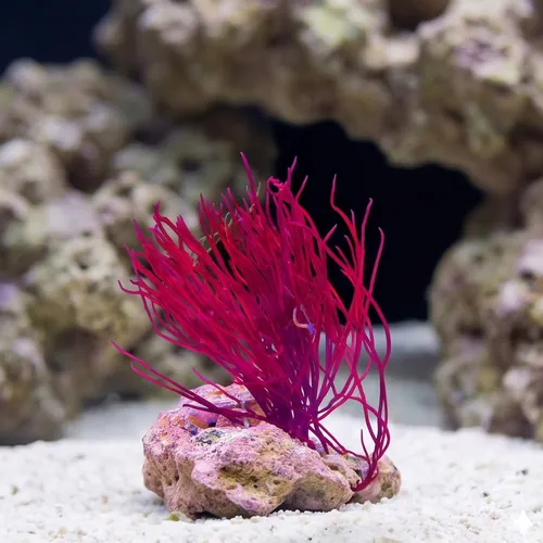 Red Graciliaria - Aquacultured
