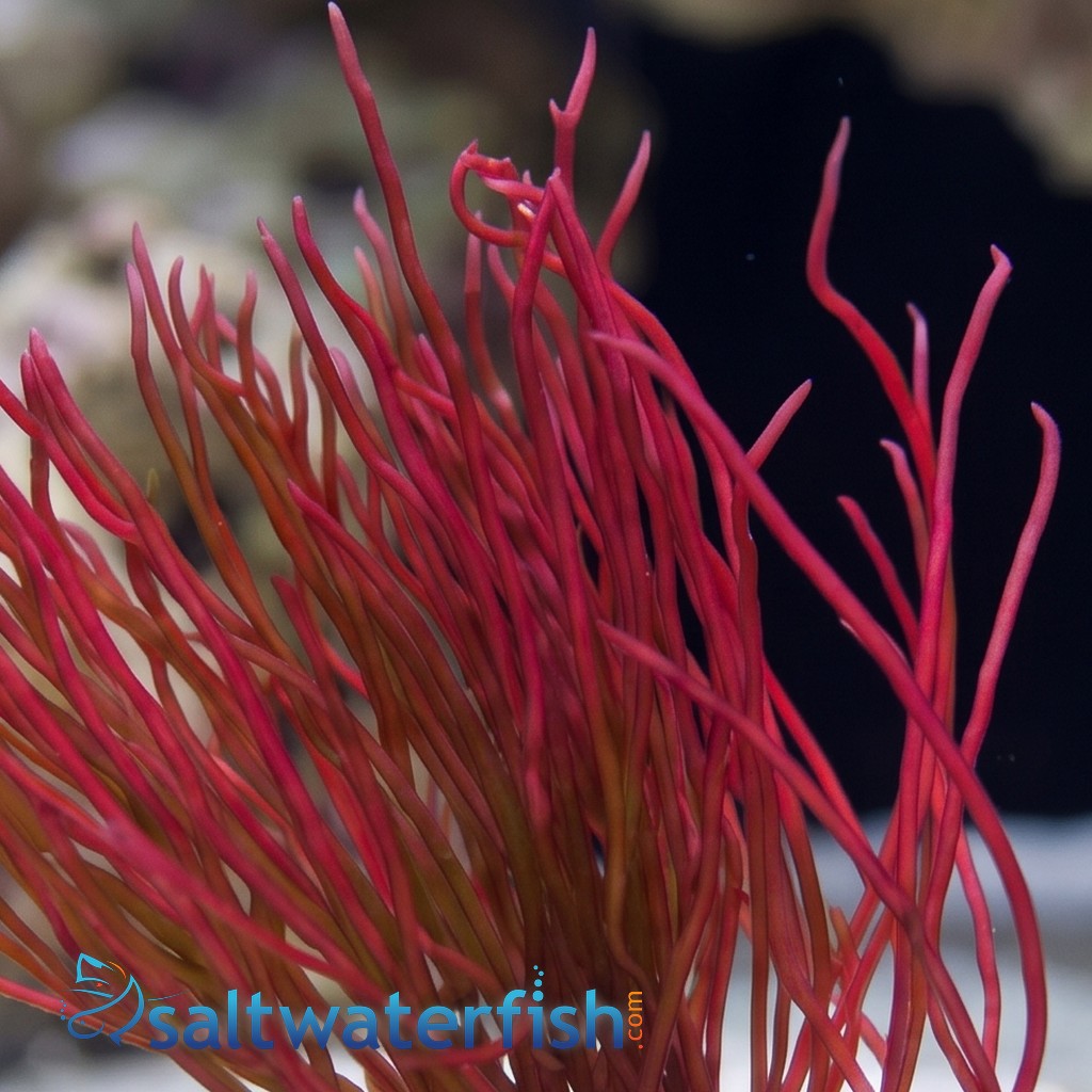 Red Graciliaria Macroalgae - Aquacultured