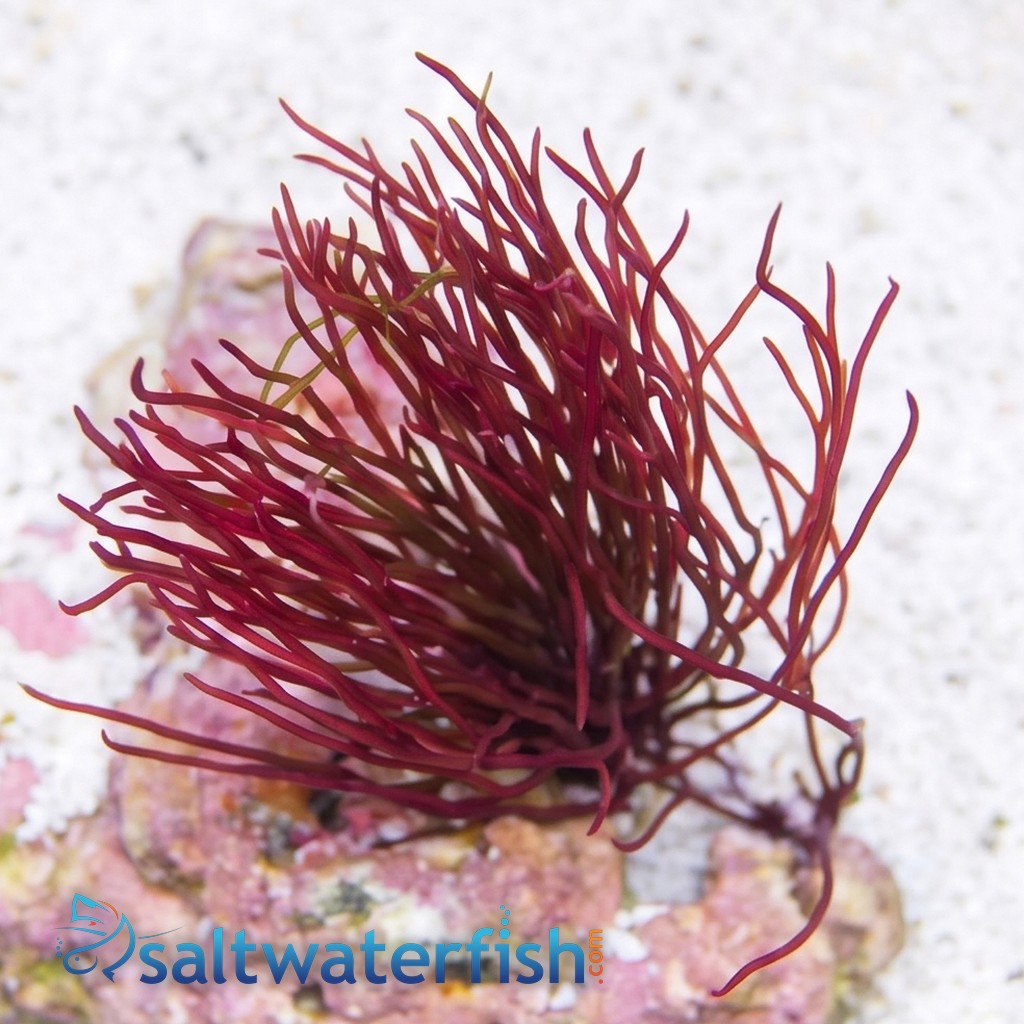 Red Graciliaria Macroalgae - Aquacultured