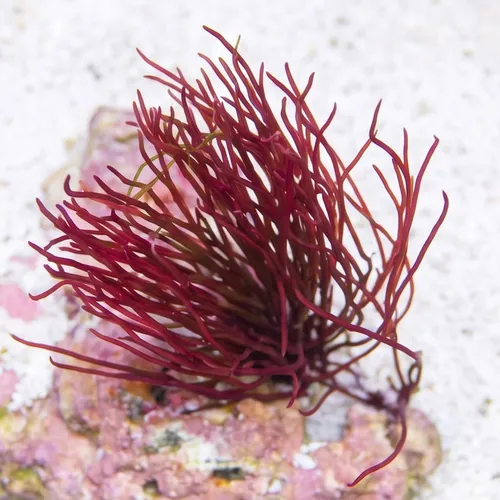 Red Graciliaria Macroalgae - Aquacultured