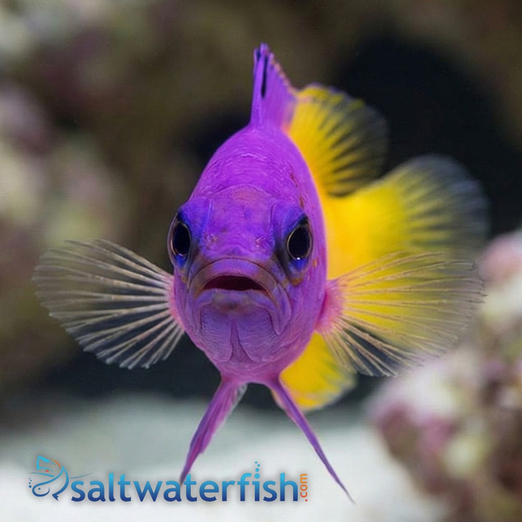 Brazilian Royal Gramma - Captive Bred