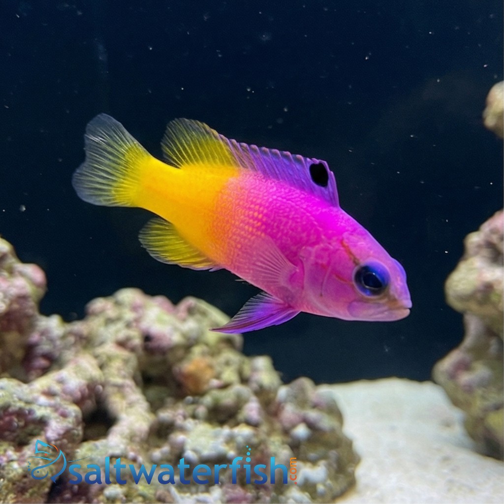 Brazilian Royal Gramma - Captive Bred