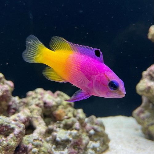 Brazilian Royal Gramma - Captive Bred