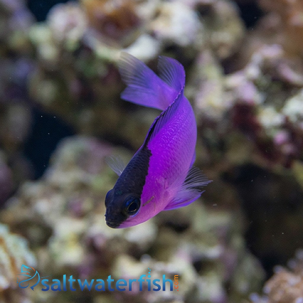 Blackcap Basslet