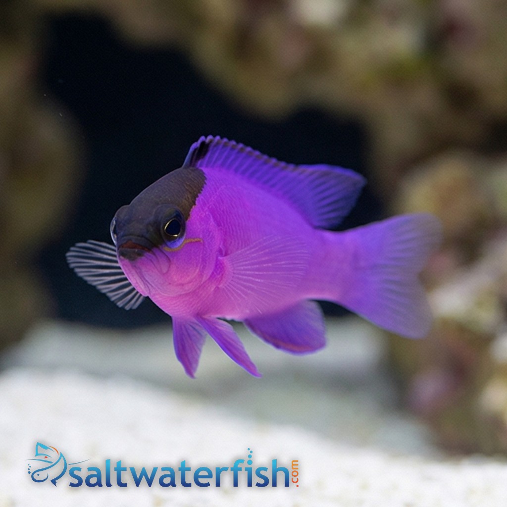 Blackcap Basslet