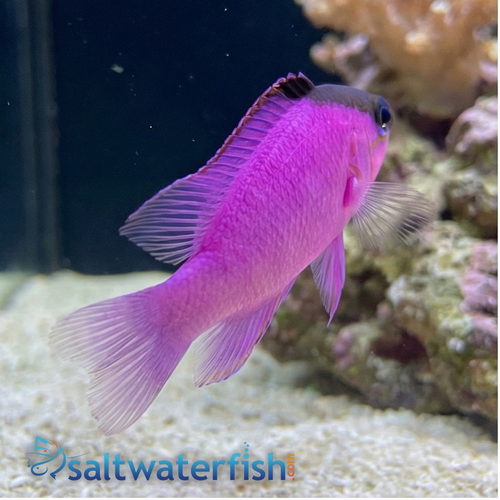 Blackcap Basslet