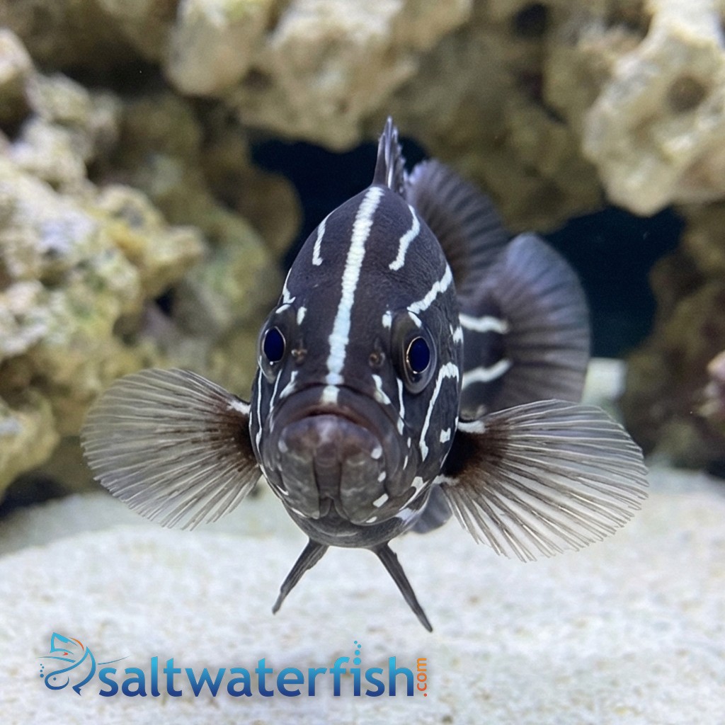 Six Lined Soapfish