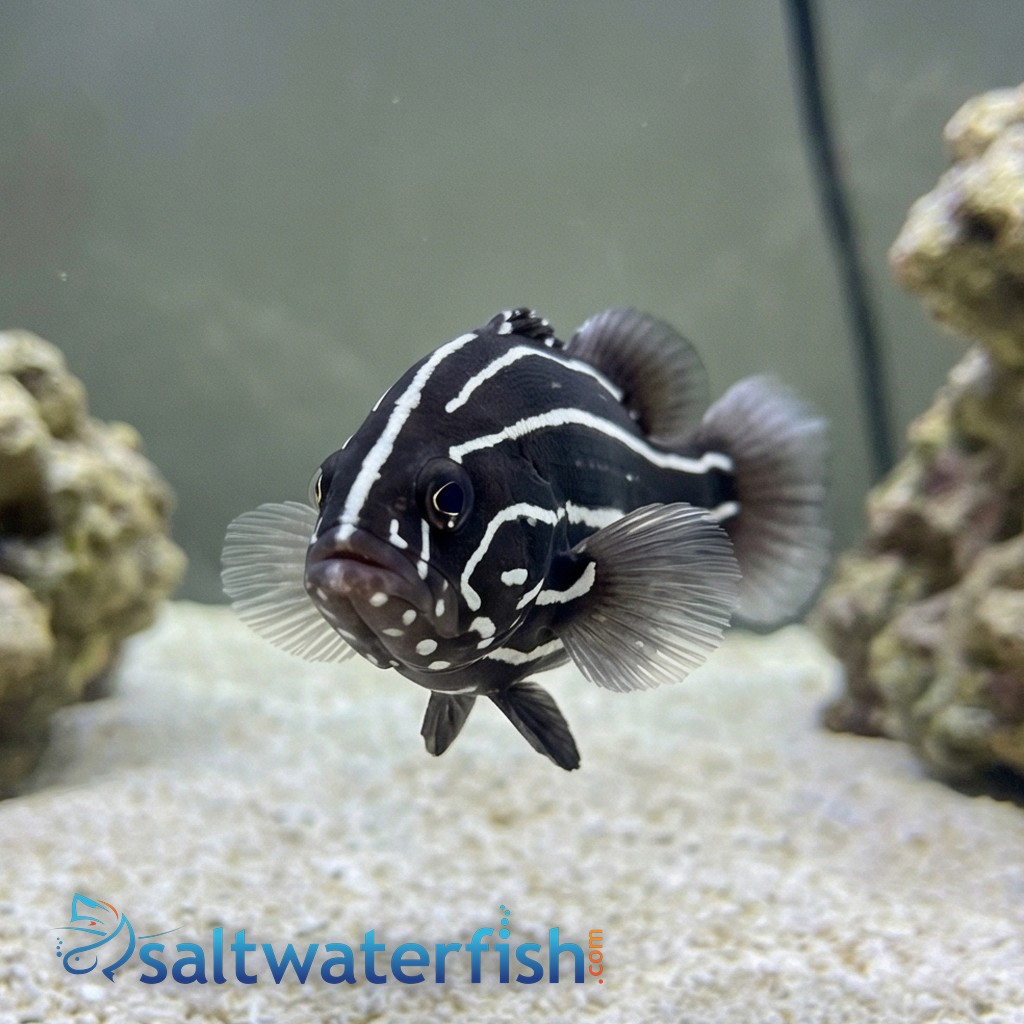 Six Lined Soapfish