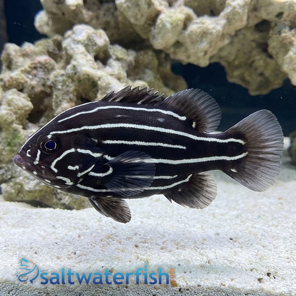 Six Lined Soapfish