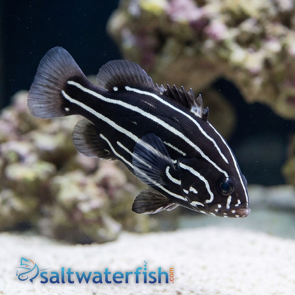 Six Lined Soapfish
