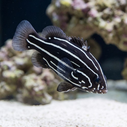 Six Lined Soapfish