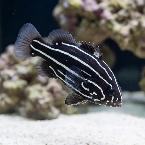 Six Lined Soapfish