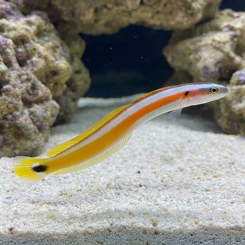 Curious Worm Goby  