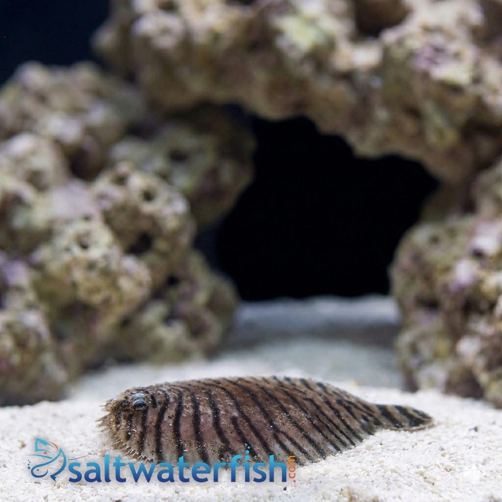 Zebra Flounder - Atlantic