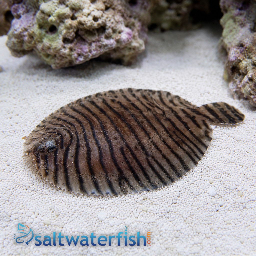 Zebra Flounder - Atlantic