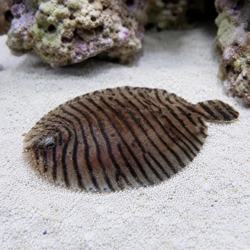 Zebra Flounder - Atlantic