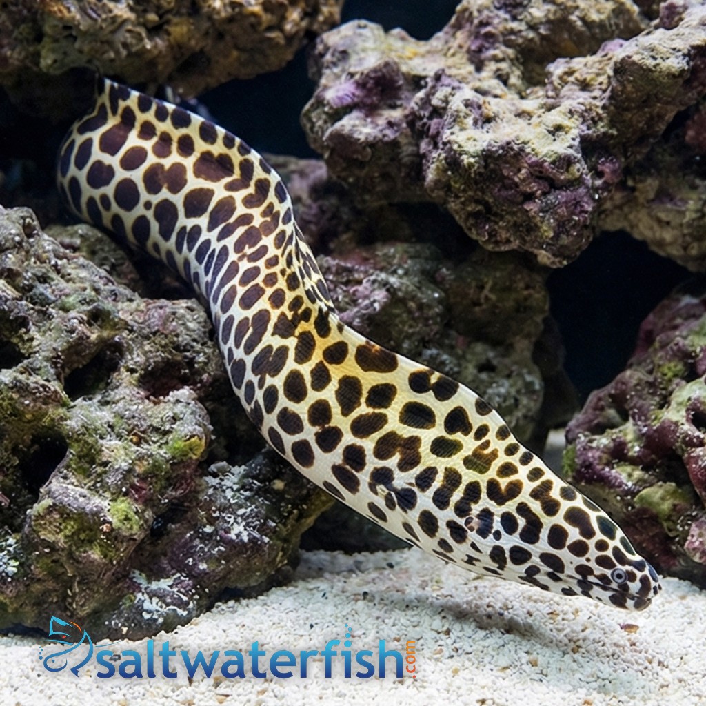 Tesselata Eel