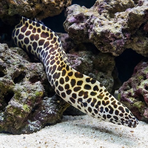 Tesselata Eel