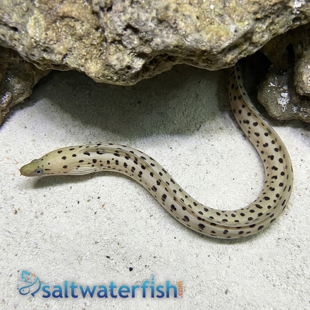 Yellow Head (Fimbriated) Moray Eel