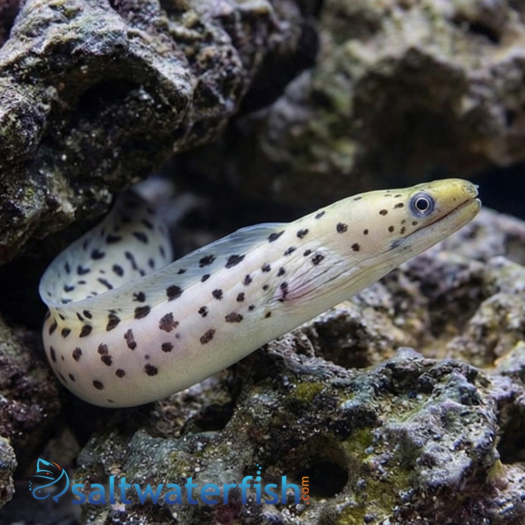 Yellow Head (Fimbriated) Moray Eel