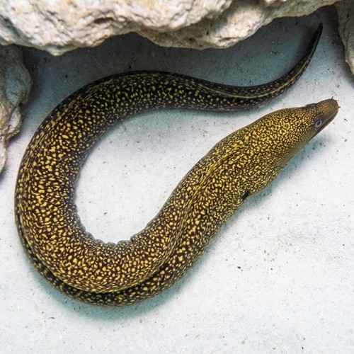 Gold Spotted Moray Eel - Caribbean