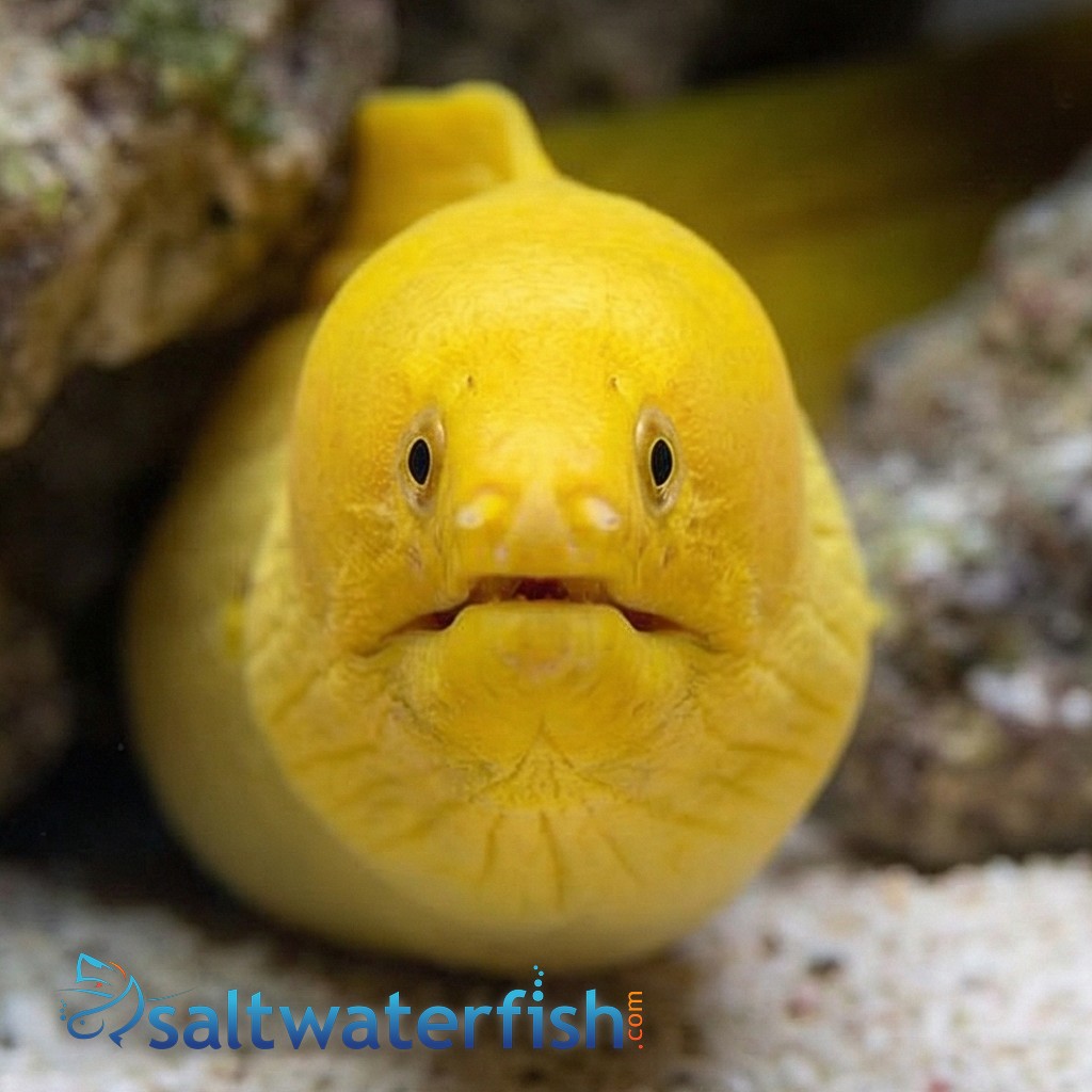 Banana Moray Eel