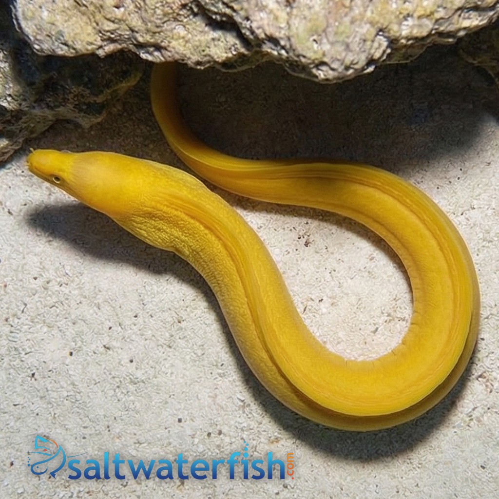 Banana Moray Eel