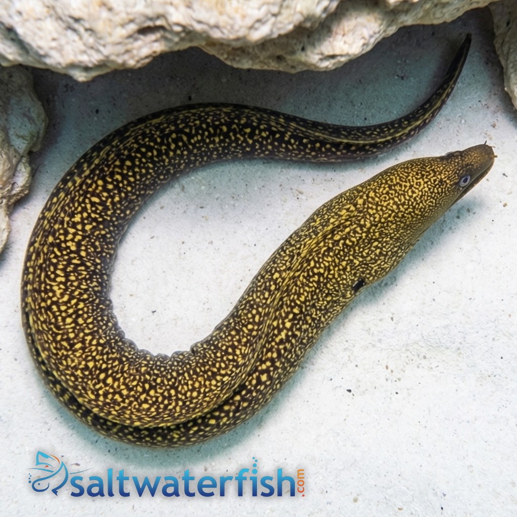 Banana Moray Eel