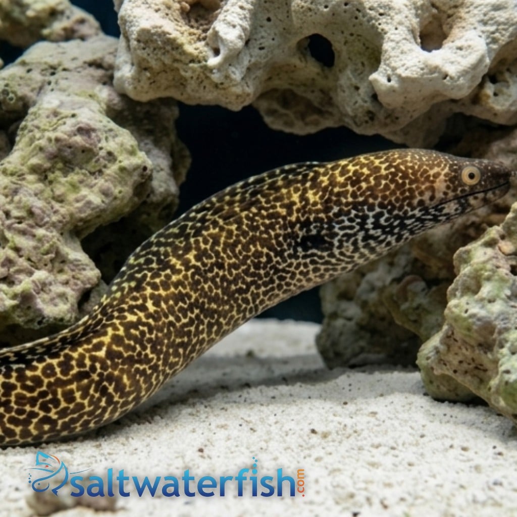 Spotted Moray Eel