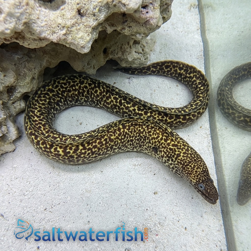 Spotted Moray Eel