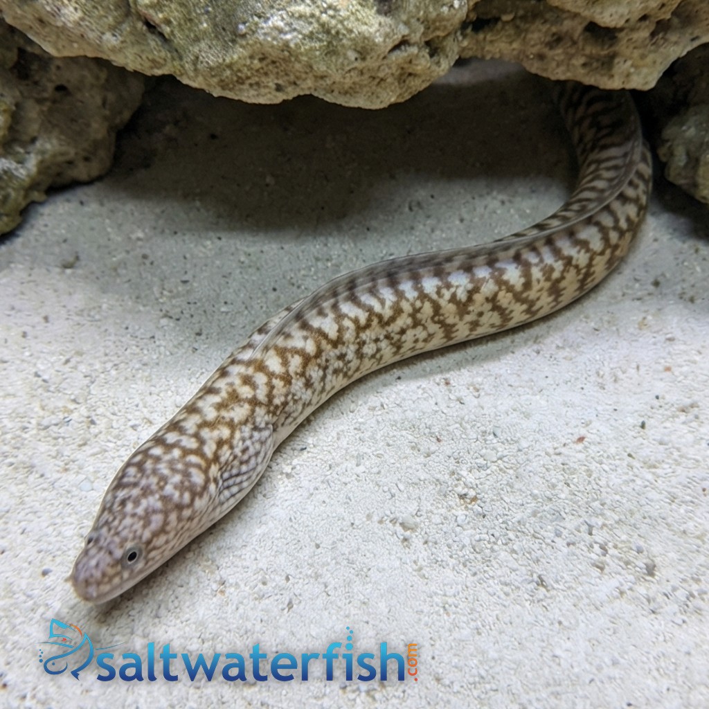 Highfin Moray - Indo Pacific
