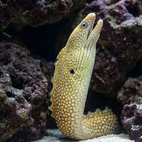 Black Edge Moray - Caribbean