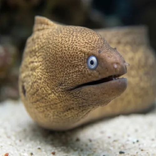 Greyface Moray