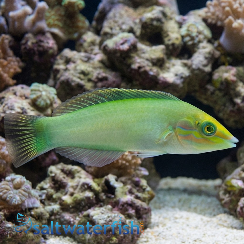 Green Coris Wrasse