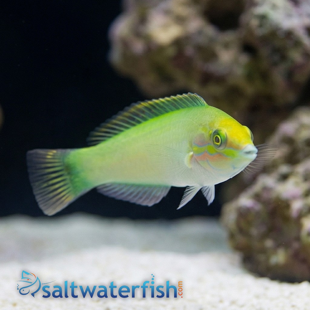 Green Coris Wrasse