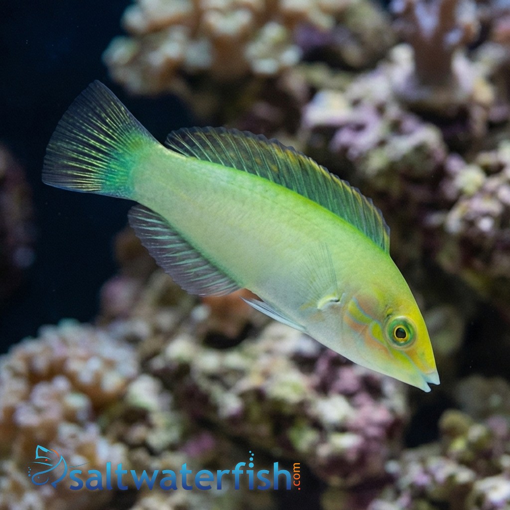 Green Coris Wrasse