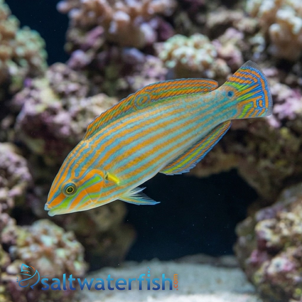 Vrolik's Wrasse  