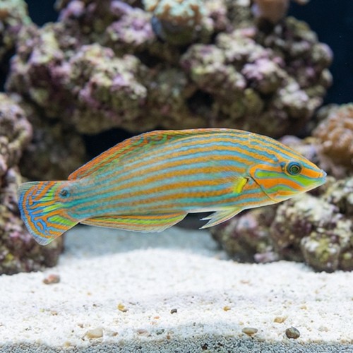Vrolik's Wrasse  
