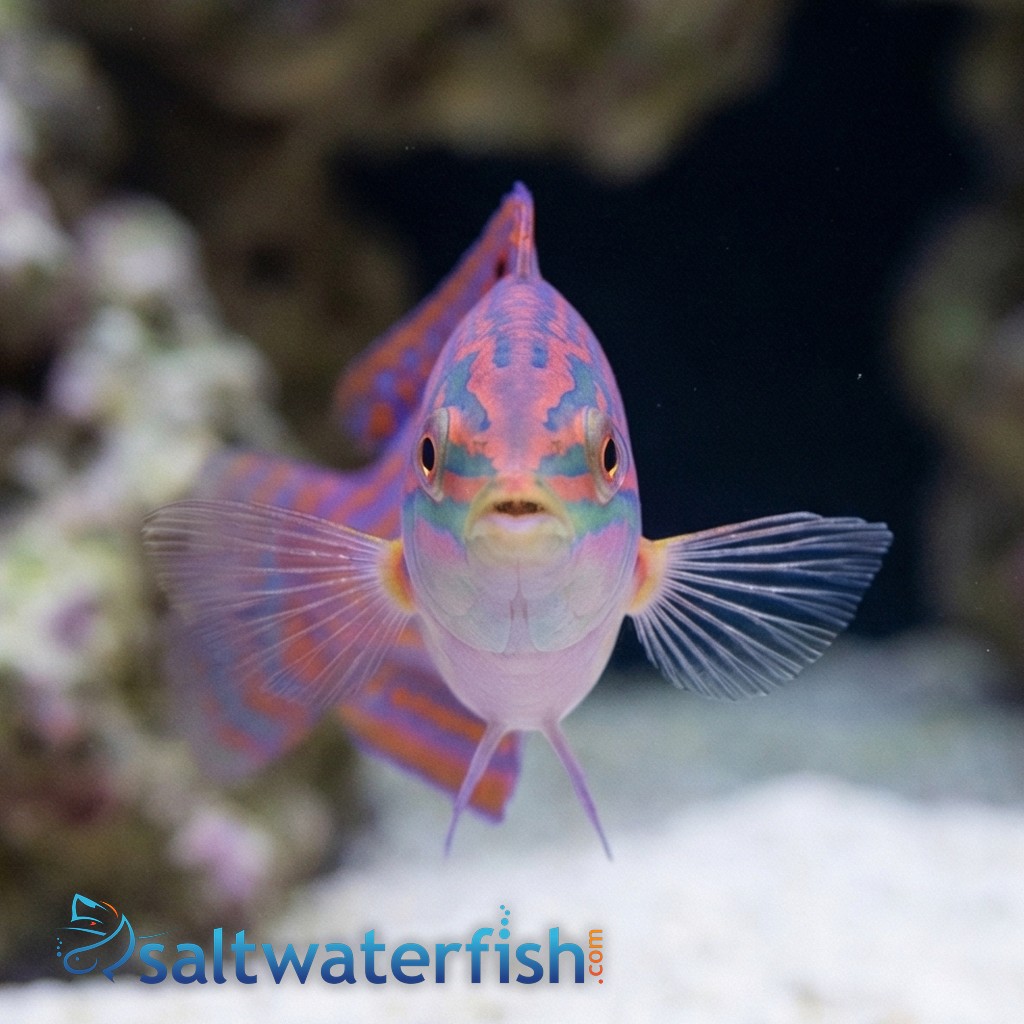 Adorned Wrasse - Red Sea