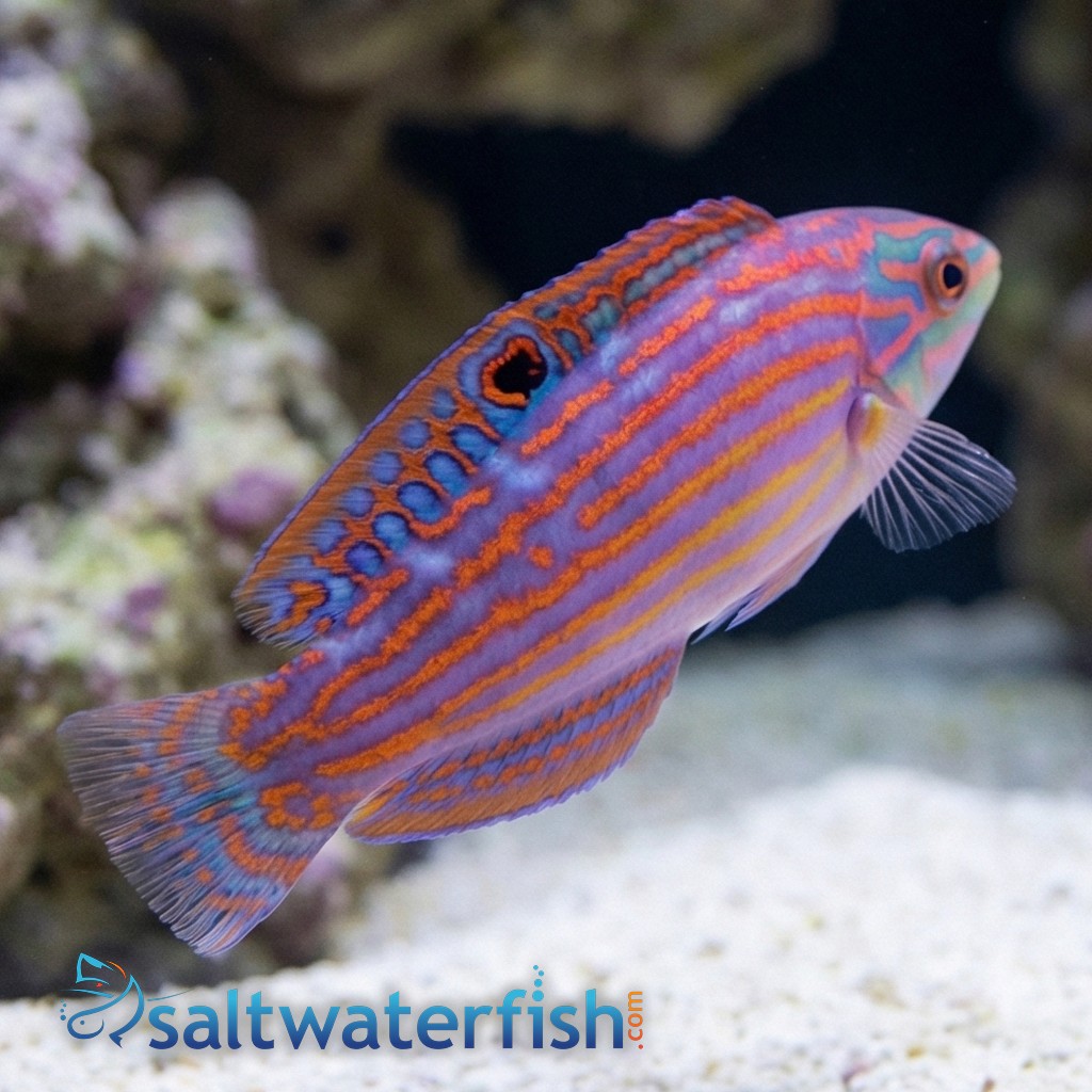Adorned Wrasse - Red Sea