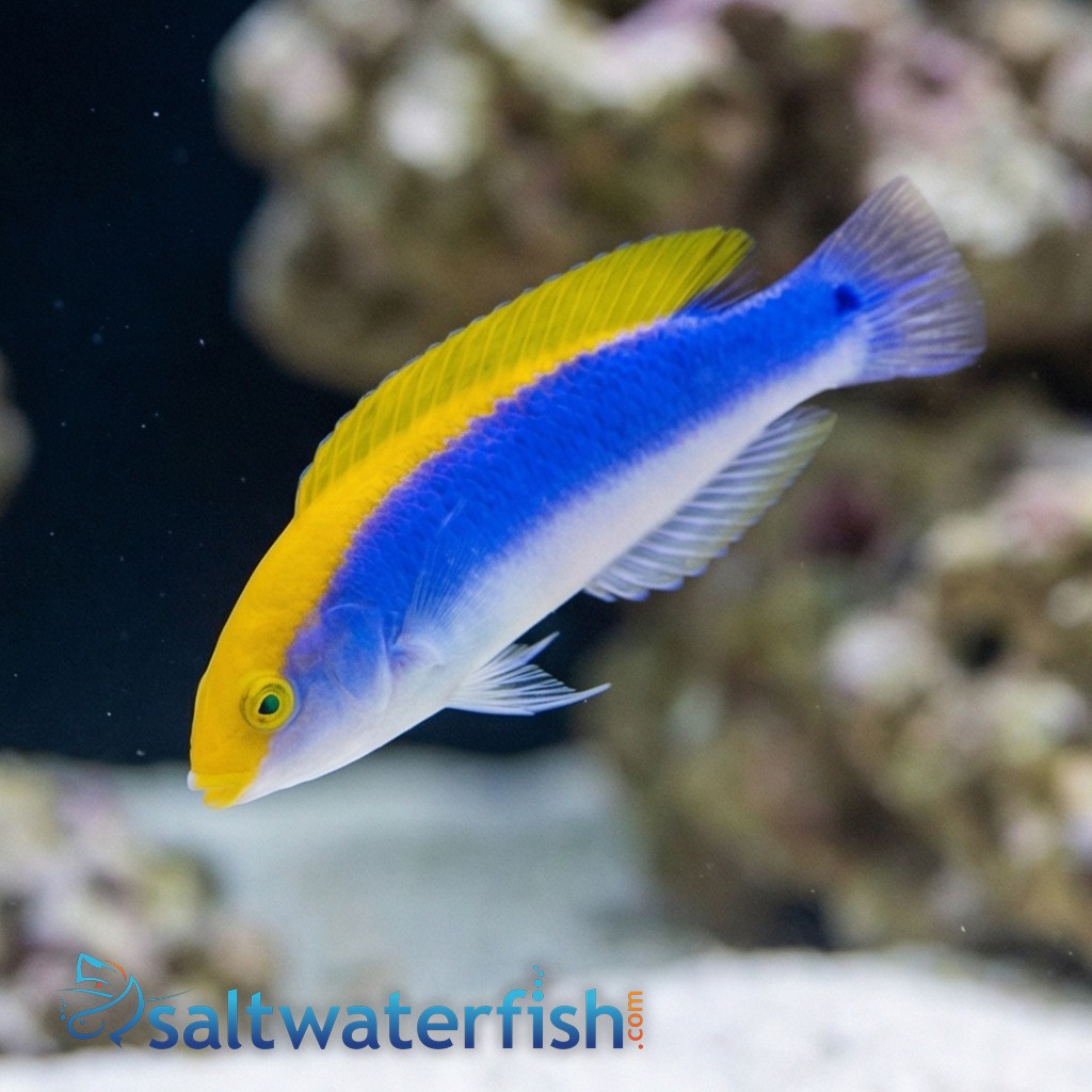 Lightning Wrasse