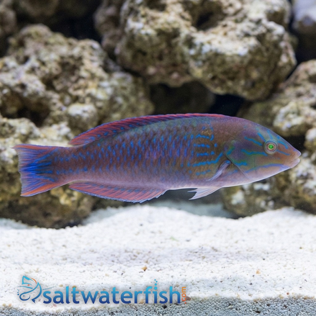 Chameleon Wrasse 