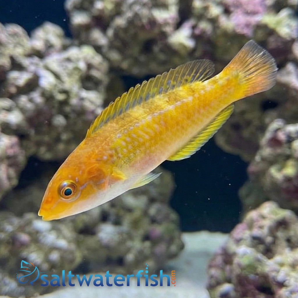 Chameleon Wrasse 