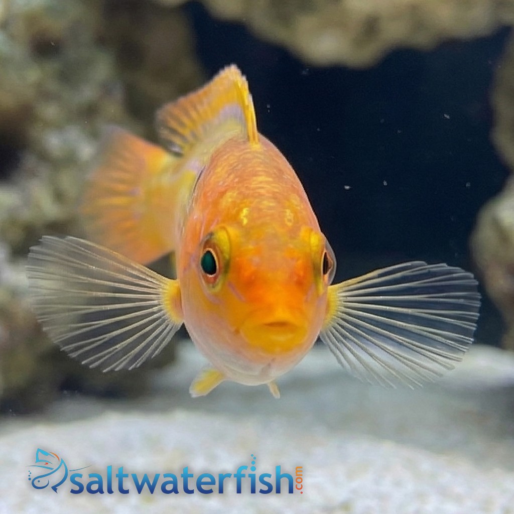 Chameleon Wrasse 