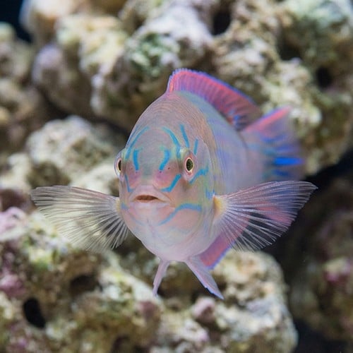 Chameleon Wrasse 