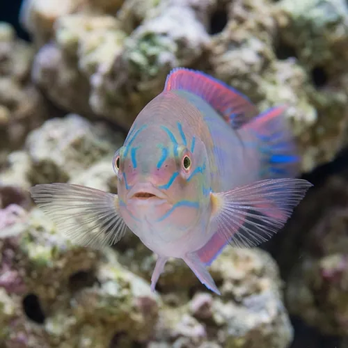 Chameleon Wrasse