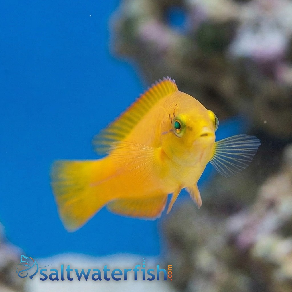 Neon Wrasse
