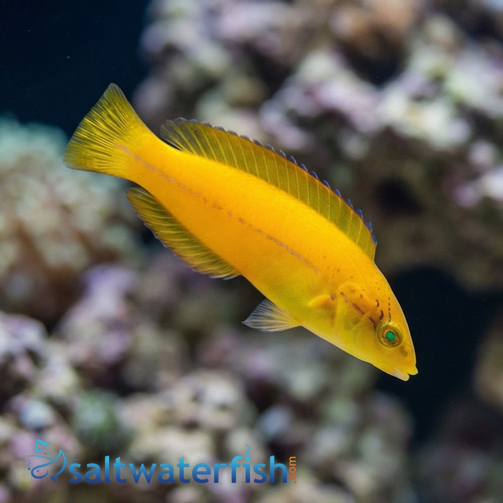 Neon Wrasse