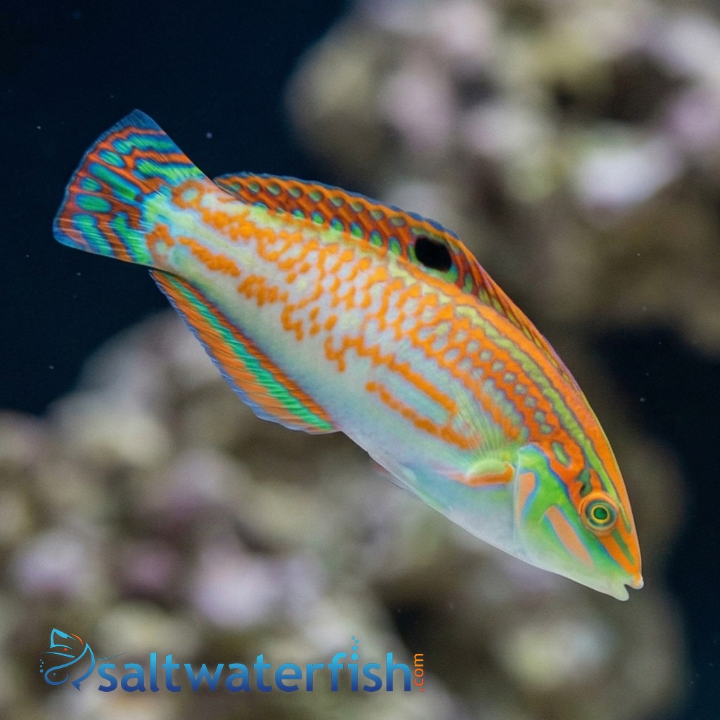 Checkerboard Wrasse